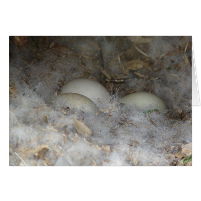 Anka Eggs i ett bo Hälsningskort (Framsidan Horizontal)
