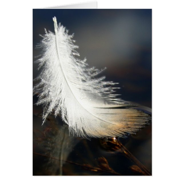 Anka Feather Hälsningskort (Framsidan)