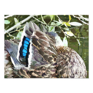 ANKA FEATHERS FOTOTRYCK