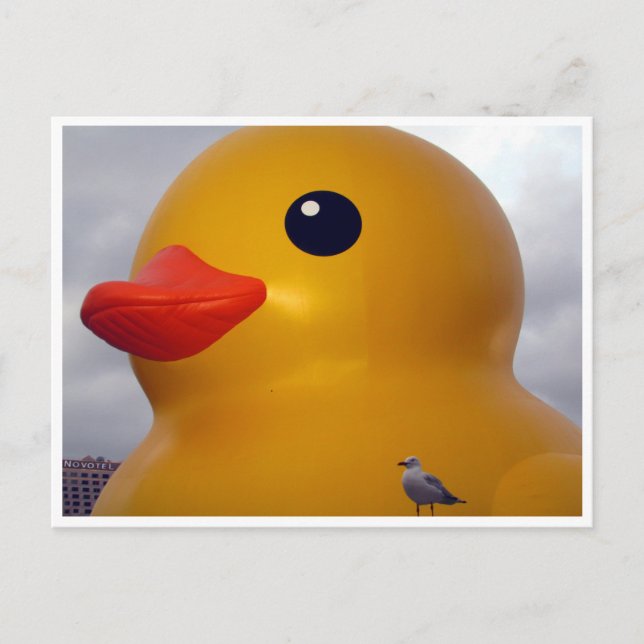 anka fiskmås vykort (Framsida)