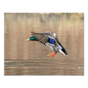 anka för gräsand 14x11 i flyg fototryck