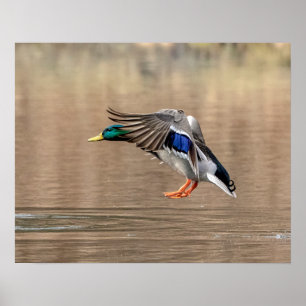 anka för gräsand 20x16 i flyg poster