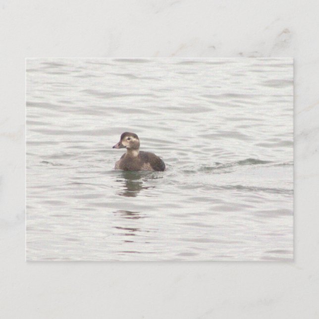 Anka Foto Postkort Vykort (Framsida)