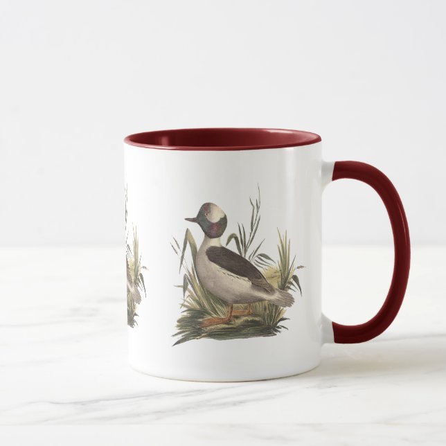 Anka (Fuligula albeola) Mugg (Höger)