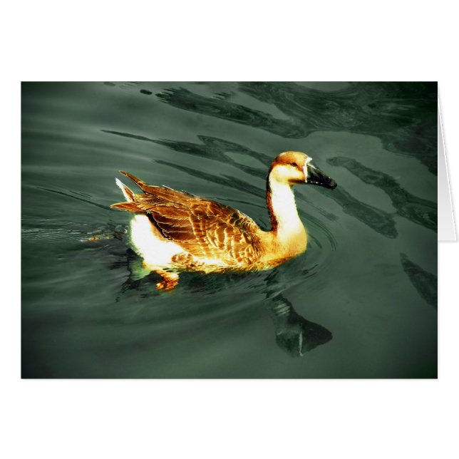 Anka Hälsningskort (Framsidan Horizontal)