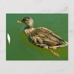 Anka i Boston Public Garden av Brad Hines Vykort