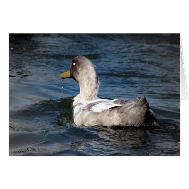 ANKA i VATTEN Hälsningskort (Framsidan Horizontal)