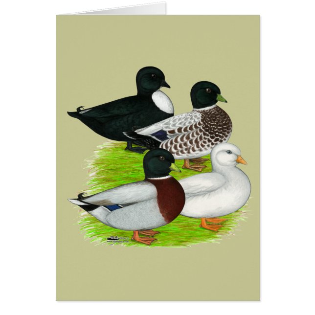 Anka: Kvartetten för samtal OBS Kort (Framsidan)