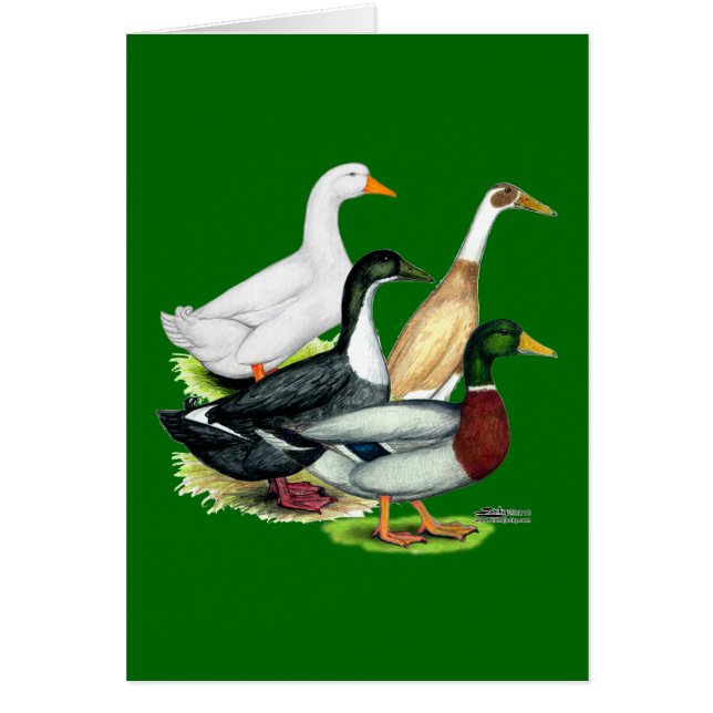 Anka-kvartetten OBS Kort (Framsidan)