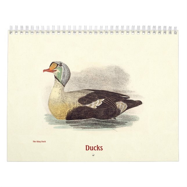 Anka-litografier - från New Yorks fåglar - Kalender (Omslag)