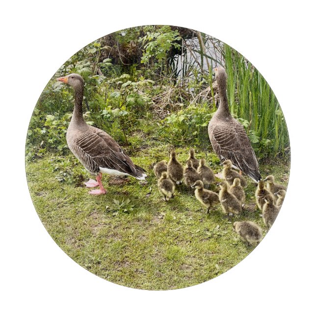 Anka liv. (Framsidan)