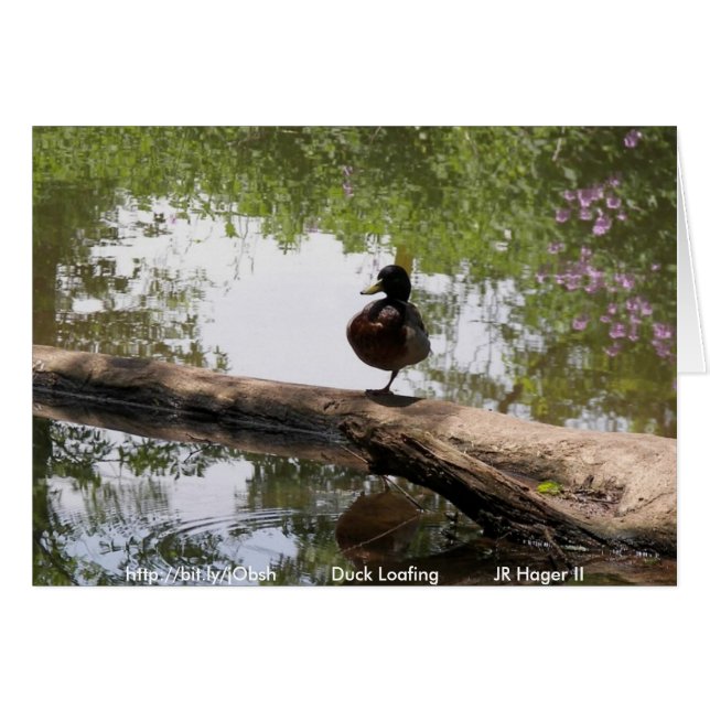 Anka Loafing OBS Kort (Framsidan Horizontal)