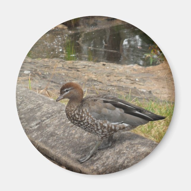 Anka Magnet (Framsidan)