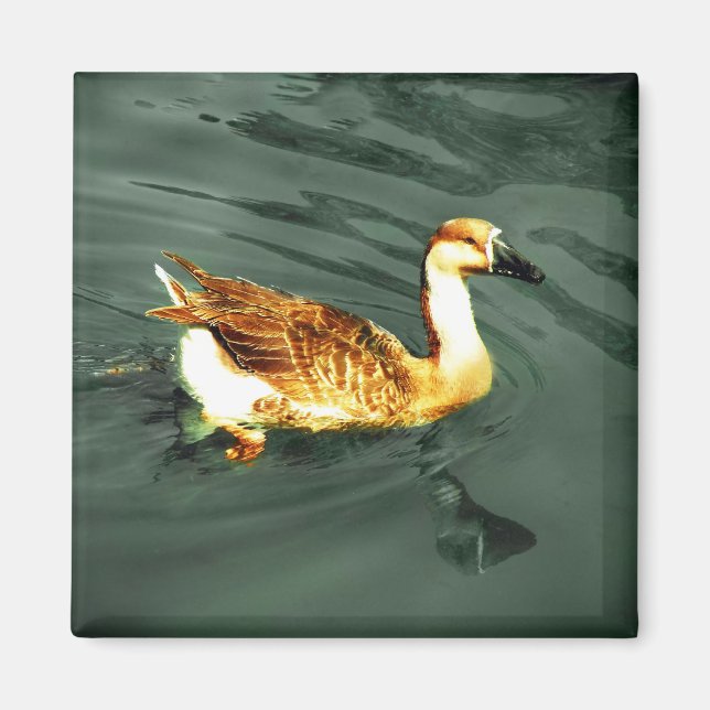 Anka Magnet (Framsidan)
