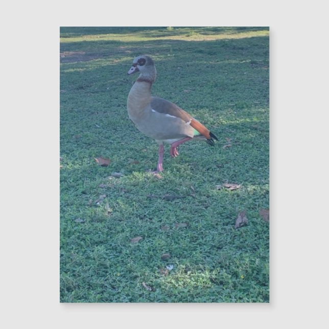 Anka Magnet (Framsida)