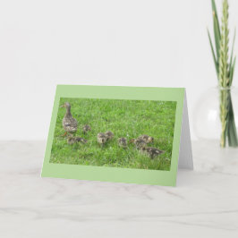 Anka med ankungar kort