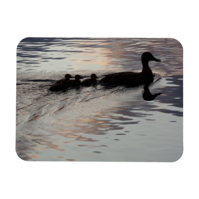 Anka med Ducklings in Sunset Flexible Magnet (Horisontell)