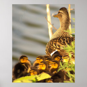 Anka med Ducklings Photo Poster