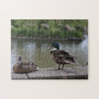 Anka med hjälp av Vatten fågelfoto