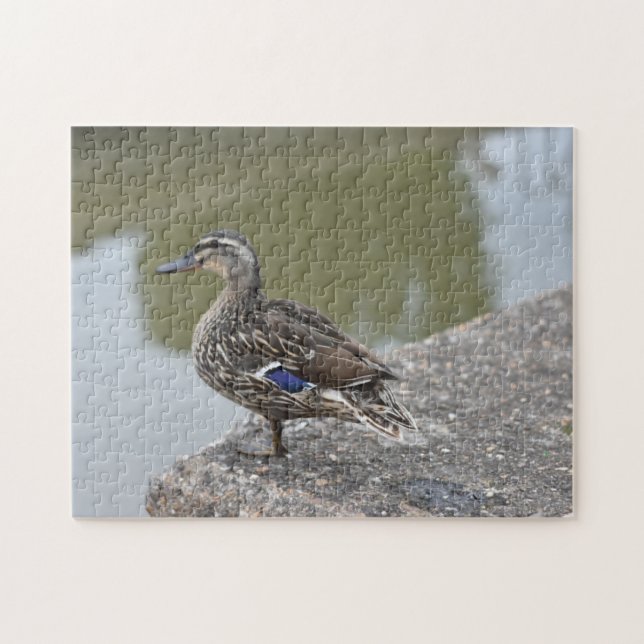 Anka med hjälp av Vatten fågelfotografi Pussel (Horisontell)