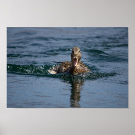 Anka med öppen näbb poster