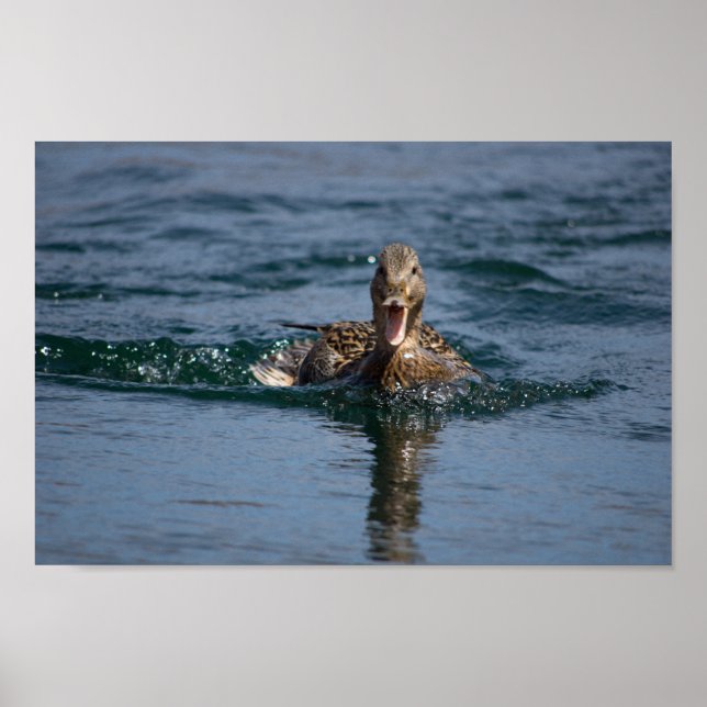 Anka med öppen näbb poster (Framsidan)