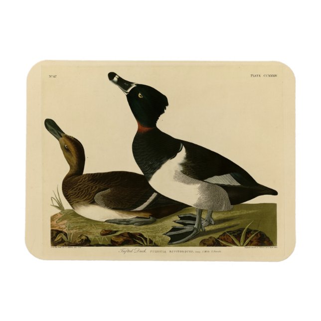Anka med ring från Audubon's Birds of America Magnet (Horisontell)