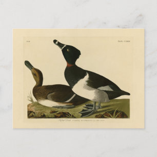 Anka med ring från Audubon's Birds of America Vykort