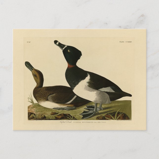 Anka med ring från Audubon's Birds of America Vykort (Framsida)