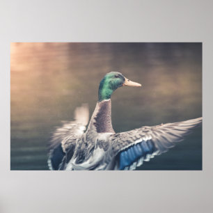Anka naturfoto Poster