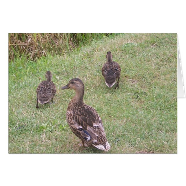 anka OBS kort (Framsidan Horizontal)