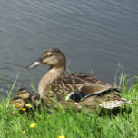 ANKA OCH DUCKLINGS CANVASTRYCK<br><div class="desc">En kvinna på Mallard anka och hennes vackra dvärgar.</div>