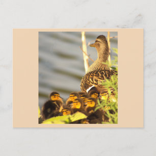 Anka och Ducklings-fotovykort Helg Vykort