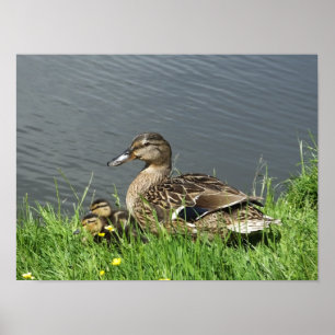 ANKA OCH DUCKLINGS POSTER