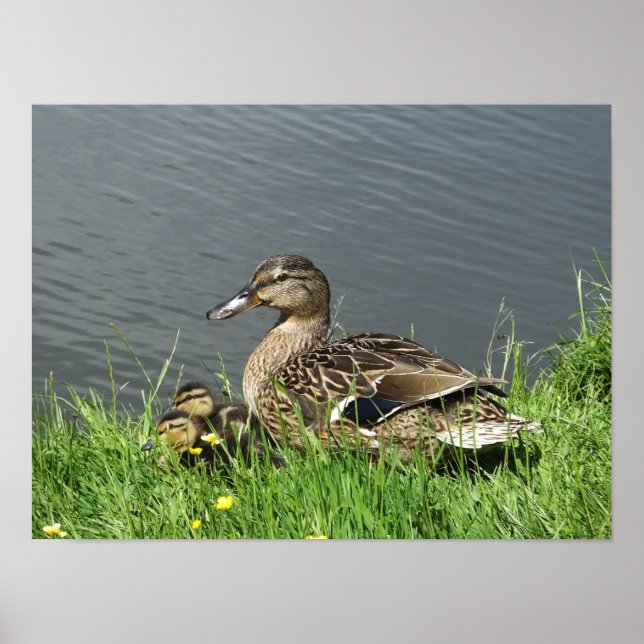 ANKA OCH DUCKLINGS POSTER (Framsidan)