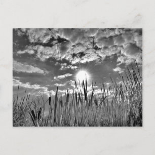 Anka Öga View Vykort