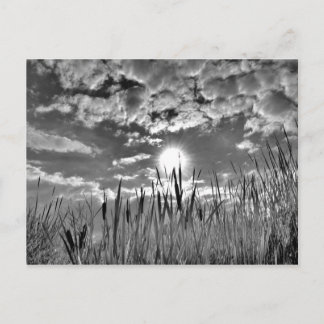 Anka Öga View Vykort