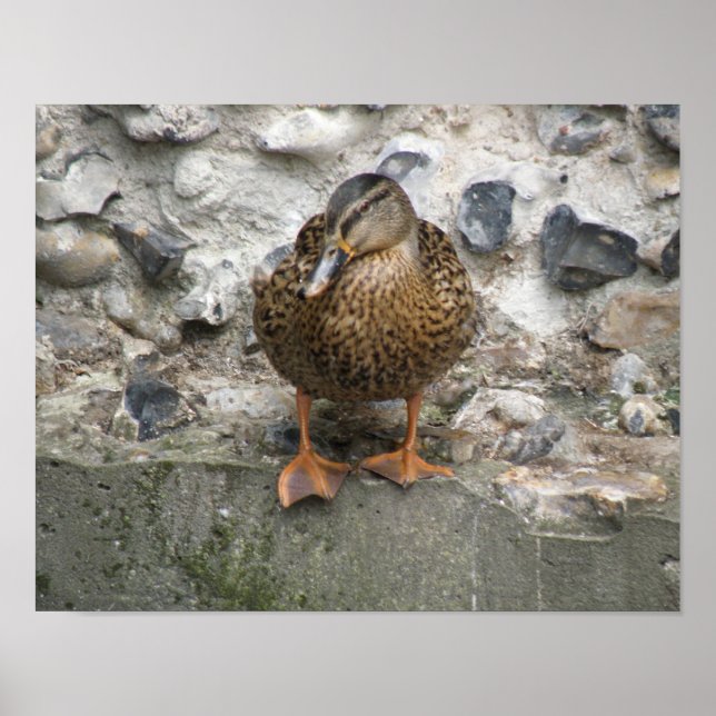 Anka på en mur Poster (Framsidan)
