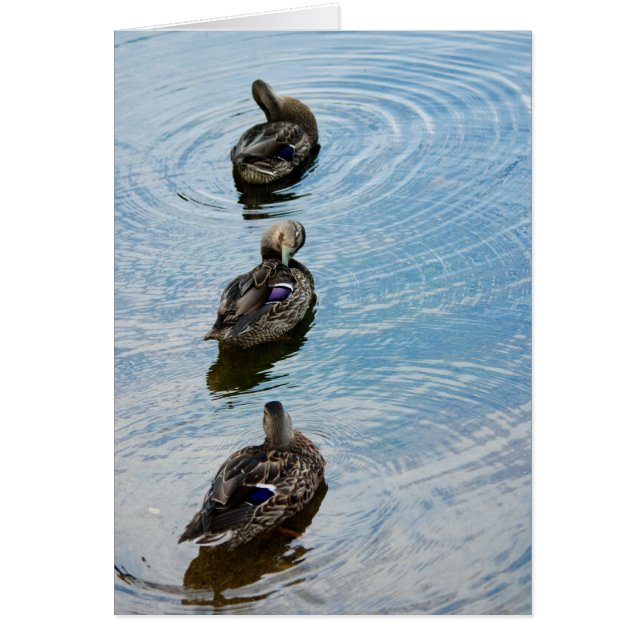 Anka på en rad OBS kort (Framsidan)