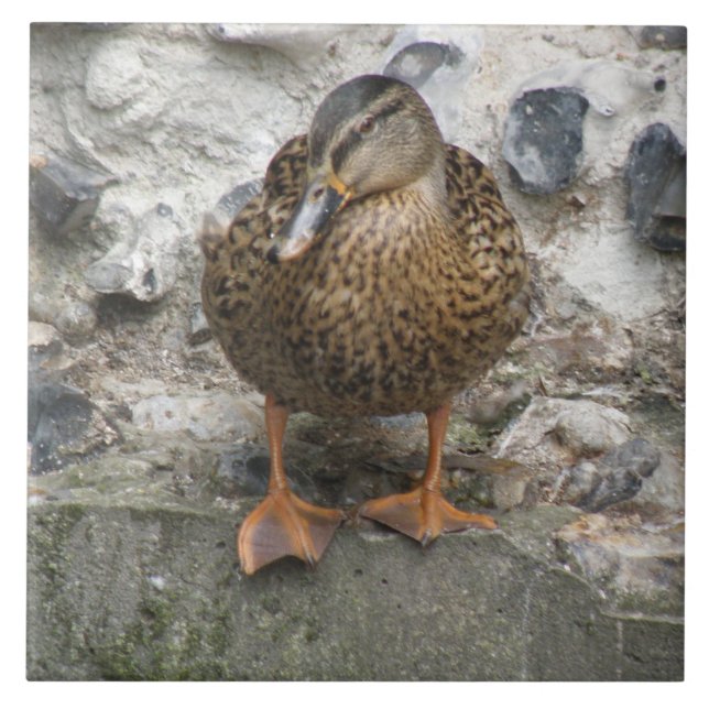 Anka på en väggbricka kakelplatta (Framsidan)