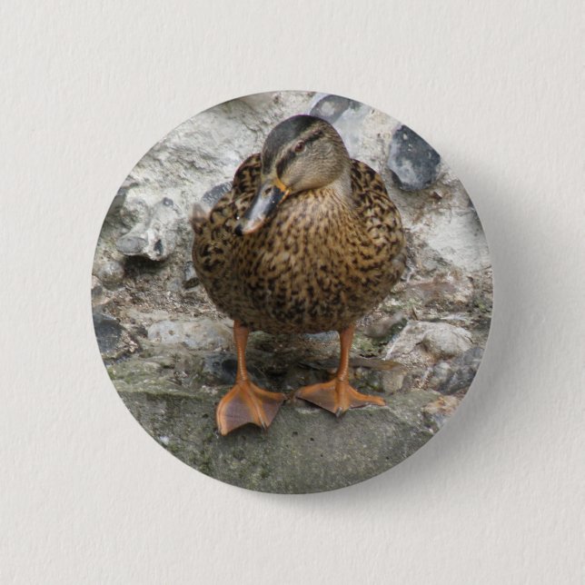Anka på en väggknapp knapp (Framsida)