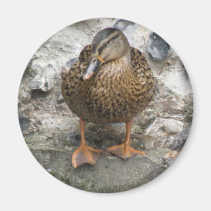 Anka på ett väggmagnet magnet