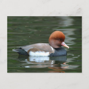 anka på flod vykort