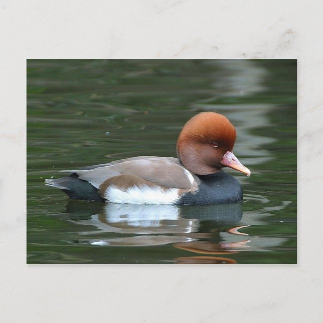 anka på flod vykort (Framsida)