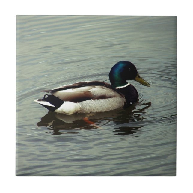 Anka på vatten kakelplatta (Framsidan)