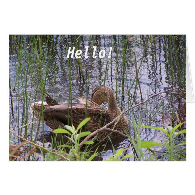 Anka på vattnet OBS kort (Framsidan Horizontal)