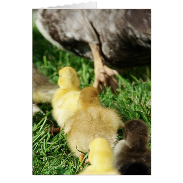 Anka Parad Hälsningskort (Framsidan)