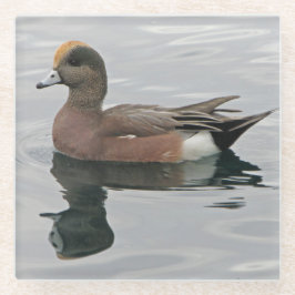 Anka Photo Male Wigeon om reflektion över Lugn Vat