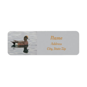 Anka Photo Male Wigeon om reflektion över Lugn Vat Returadress Etikett