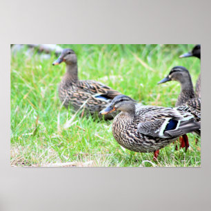Anka Photo Poster